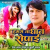 About Hamse Na Dhaan Ropai Song